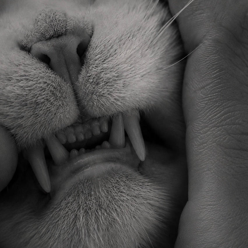 Monster-Cat